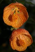 Flowering Maple,ابوتیلون
